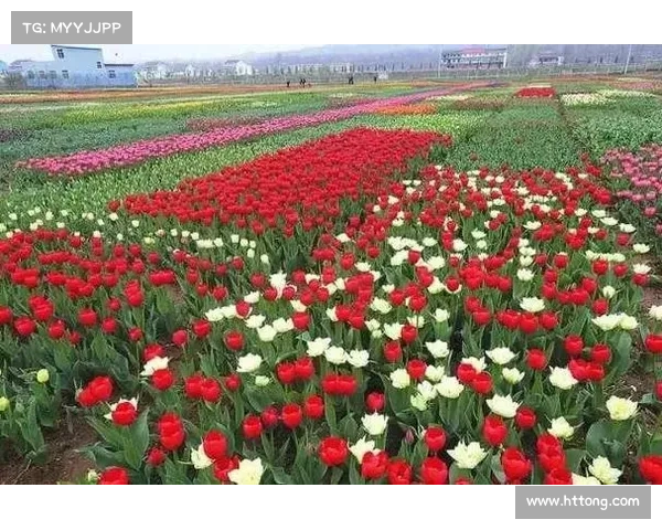 玫瑰小镇最新攻略-玫瑰小镇百度贴吧：踏入玫瑰小镇的绮丽秘境：最新攻略为你指路